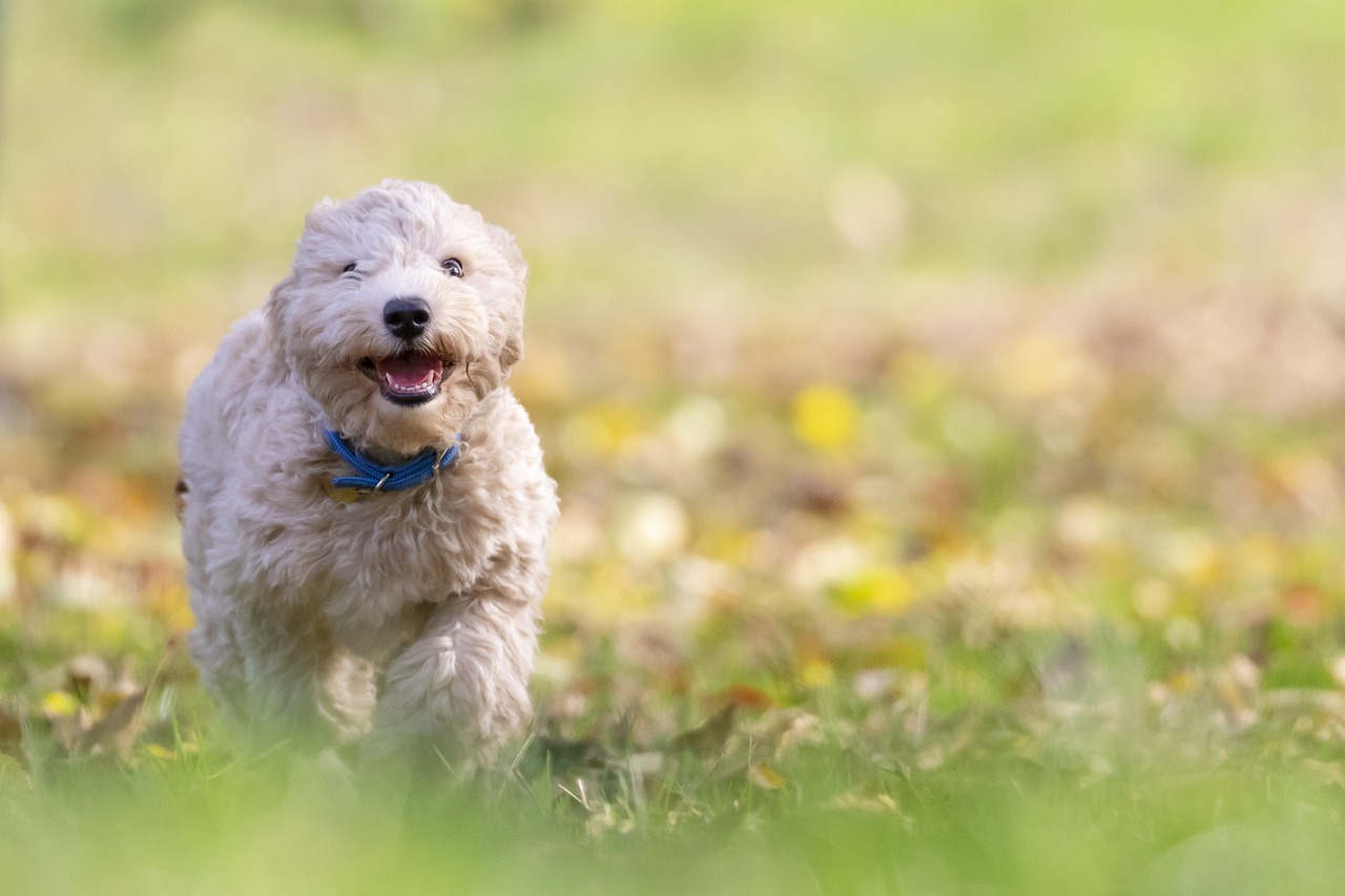 dog, nature, puppy, pet, bichon frise, animal, pup, young dog, toy dog, doggy, domestic dog, canine, mammal, cute, adorable, furry, portrait, park, outdoors